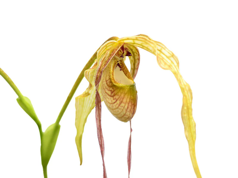 Phragmipedium Hibrido (Majestic Tresses)