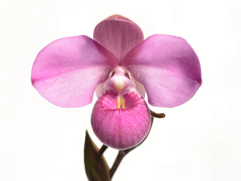 Phragmipedium Hibrido (Priscilla de Portilla) orchid