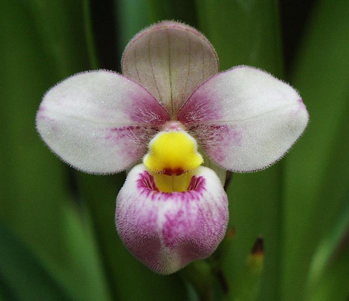 Phragmipedium schlimii x Sib orchid