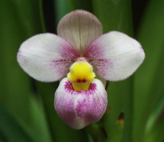 Phragmipedium schlimii x Sib orchid