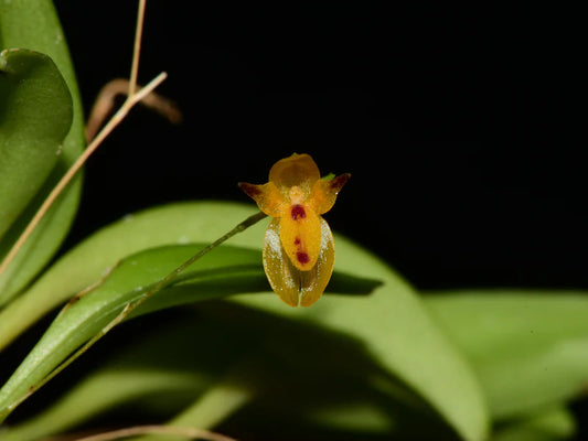 Platystele Aurea