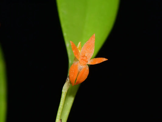 Platystele Reflexa