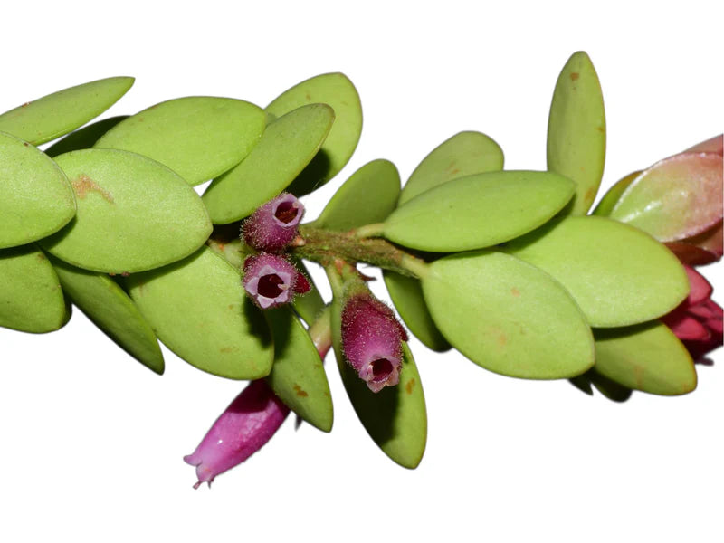 Plutarchia portillae