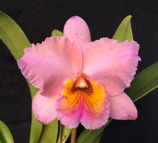 Potinara Edith North 'danny Adams' x Blc. George King Southern Cross
