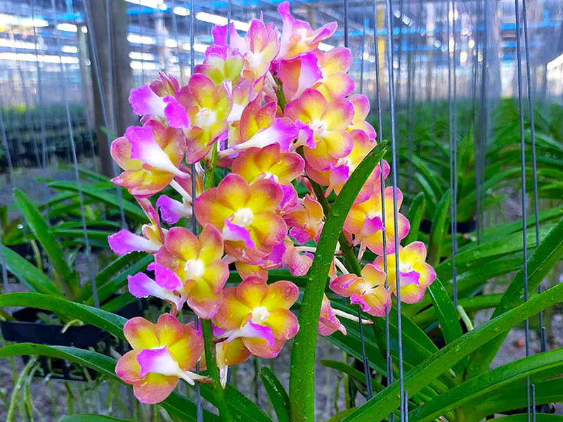 Prra. Rapeepath Yellow orchid