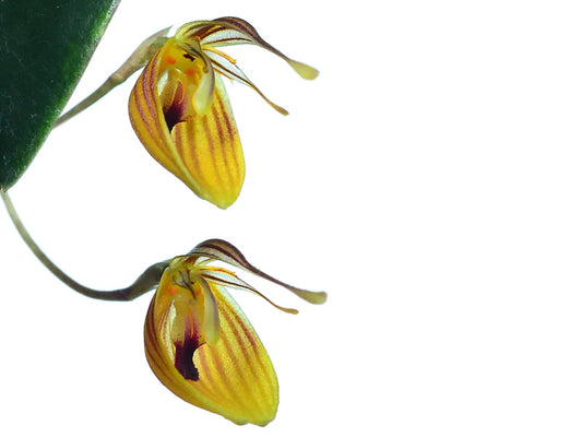 Restrepia Nittiorhyncha