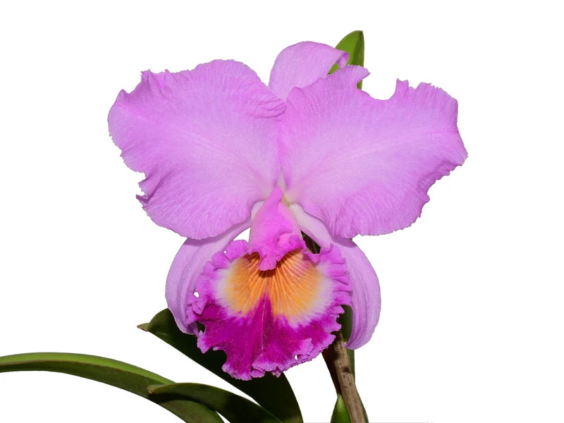 Rhynocholaeliocattleya Carioca Girl orchid