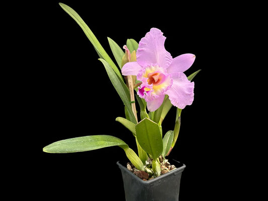 Rhynocholaeliocattleya Napo