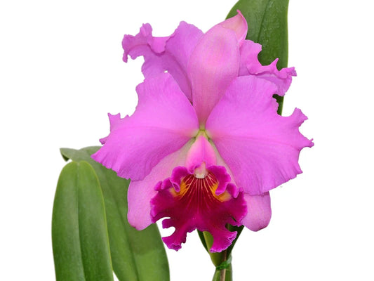 Rhyncholaeliocattleya Jorge Dávila Vásquez