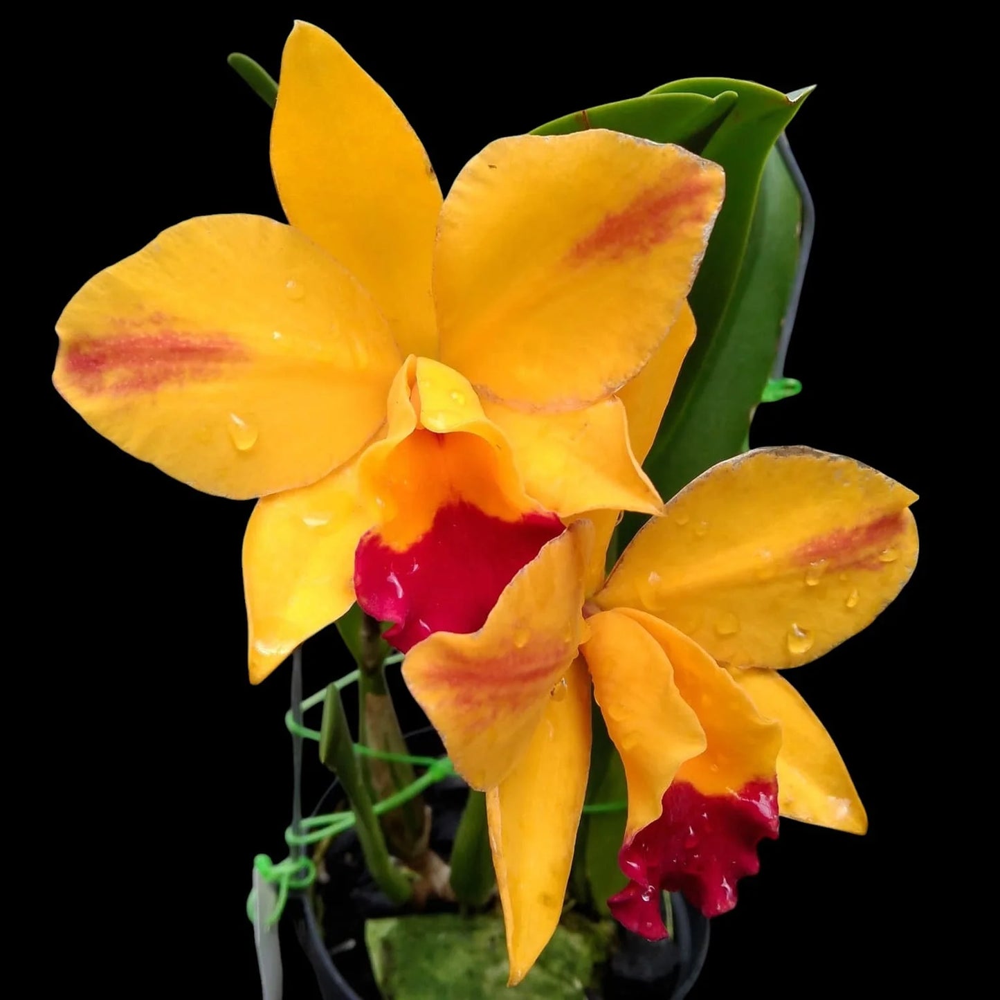 Rlc. Hsinying Sunbeam 'Juliets'  orchid