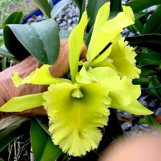 Rlc. Ports of Paradise orchid