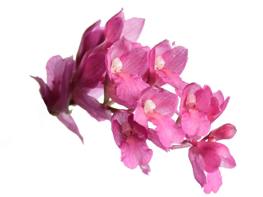 Rodriguezia Lanceolata