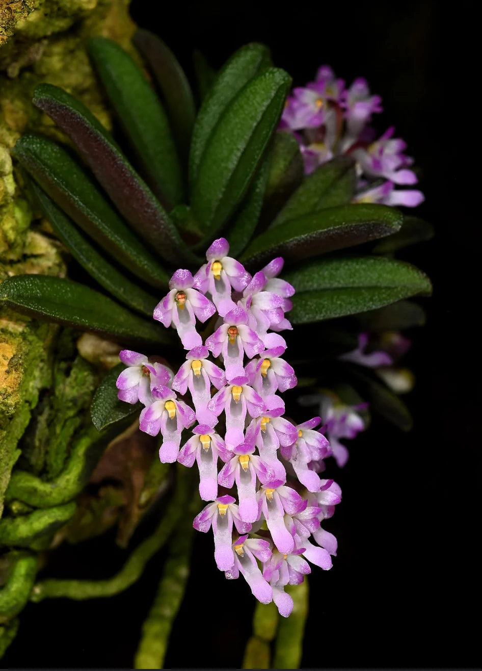 Schoenorchis tixieri MINIATURE orchid