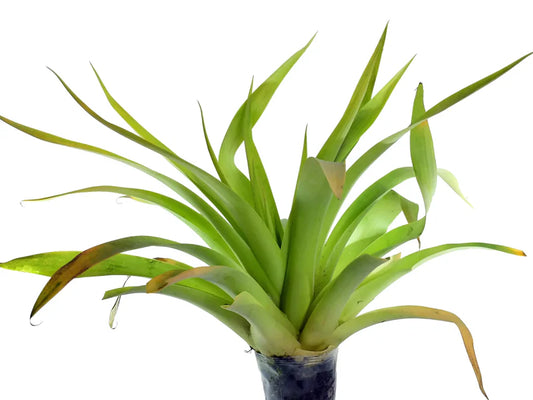 Tillandsia fraseri air plant