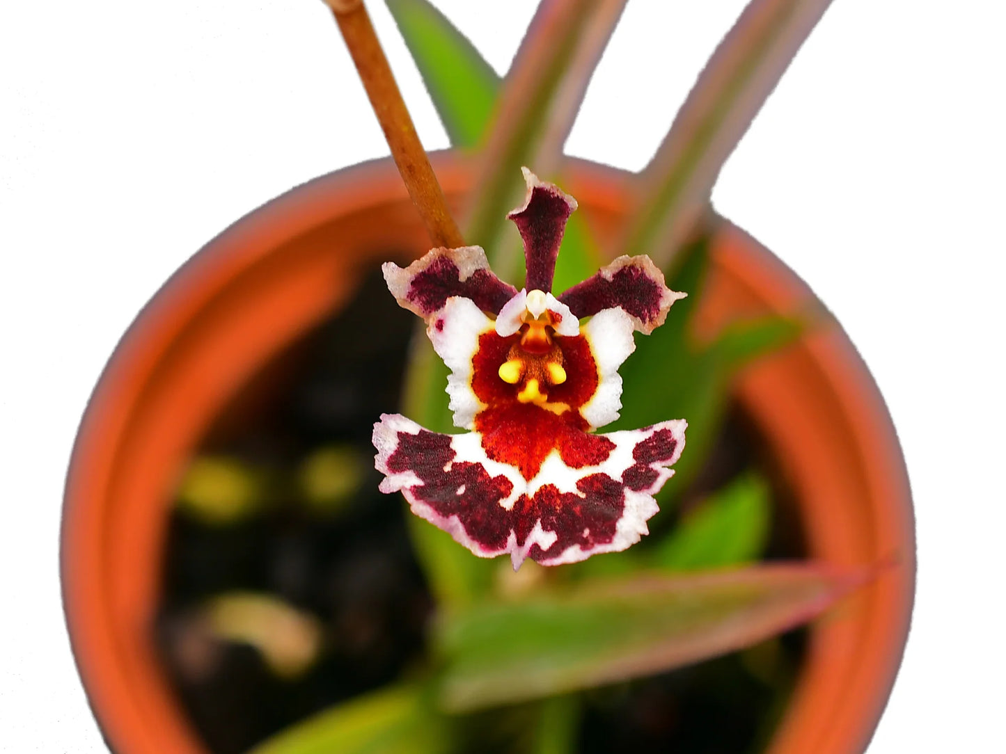 Tolumnia Golden Sunset 'Brownie