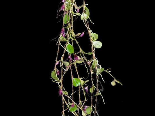 Trichosalpinx Chamaelepanthes