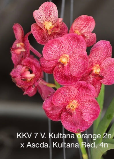 Vanda Kultana Orange x Kultana Red orchid