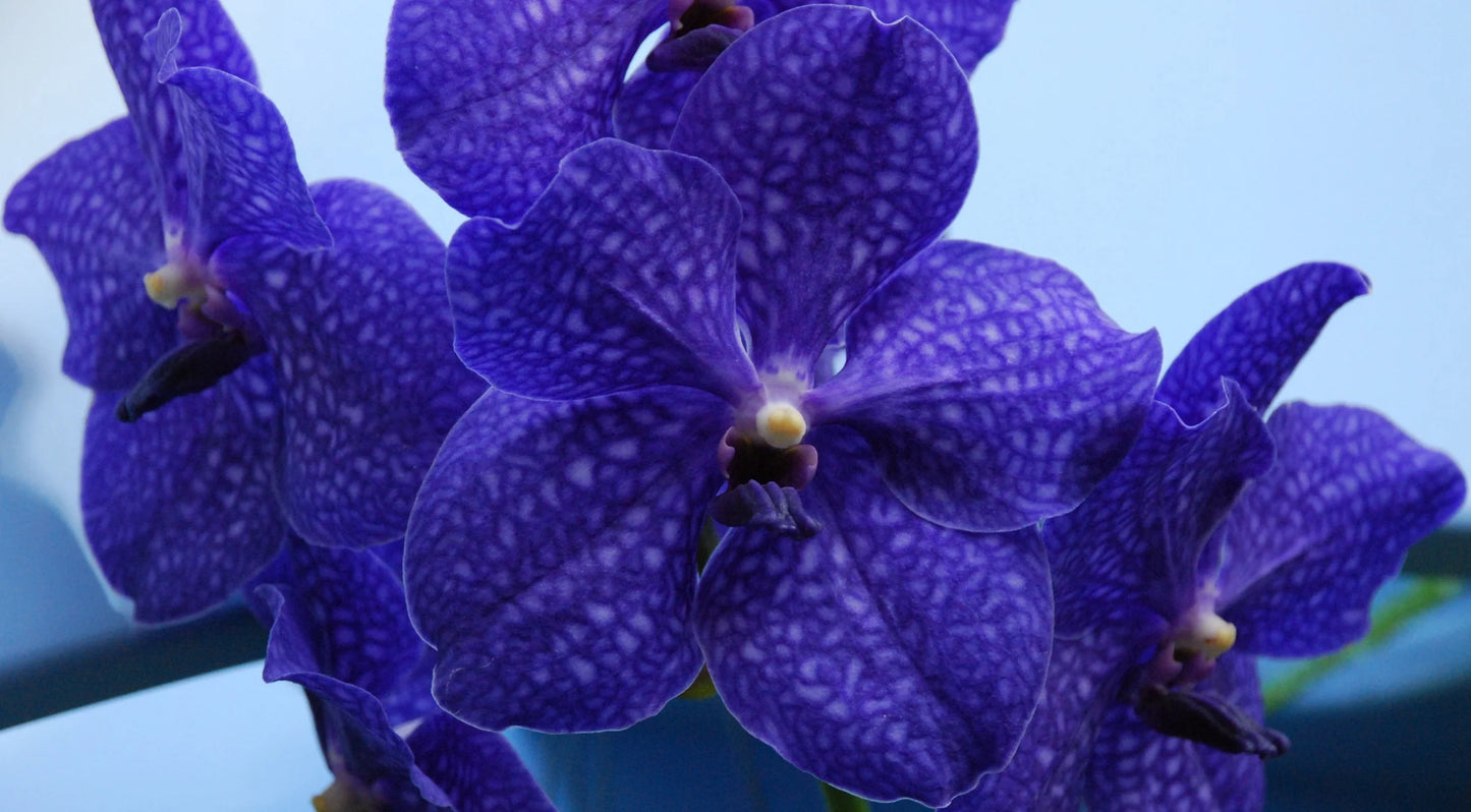 Vanda Patchara Delight 'Blue' orchid