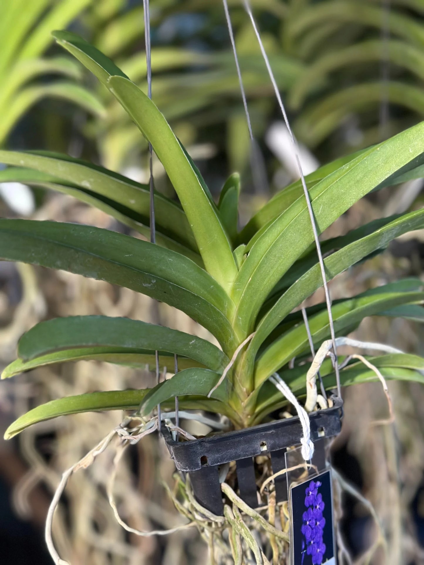 Vanda Patchara Delight 'Blue' orchid
