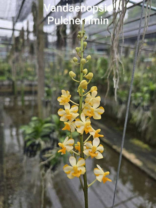 Vandaenopsis Pulcherrimin COMPACT orchid