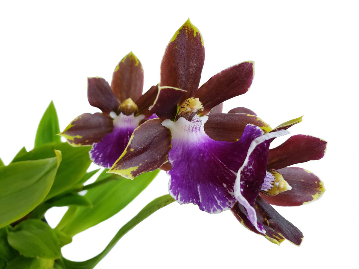 ZYGOPETALUM  ZR10 REDVALE "PRETTY ANN"