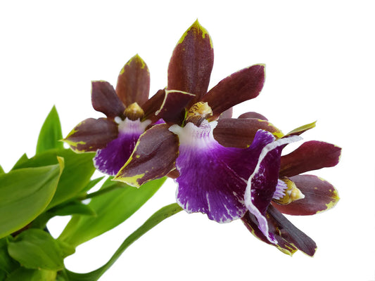ZYGOPETALUM  ZR10 REDVALE "PRETTY ANN"