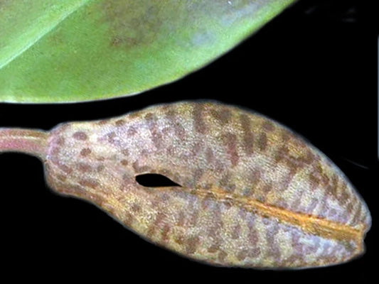 Zootrophion Trivalve