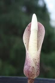 amorphophallus ochroleucus mini Corpse flower