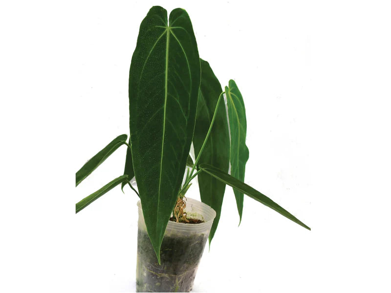 Anthurium Princess of Hearts 'Inverse crossing'