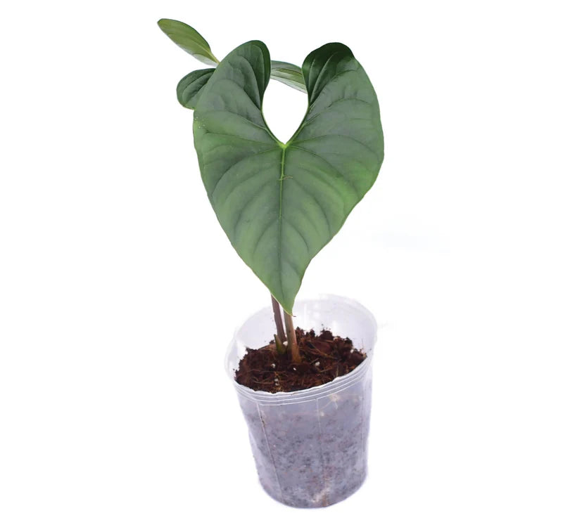 Anthurium Silver