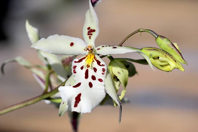 Beallara Pacific Pastel 'Mauna Loa'