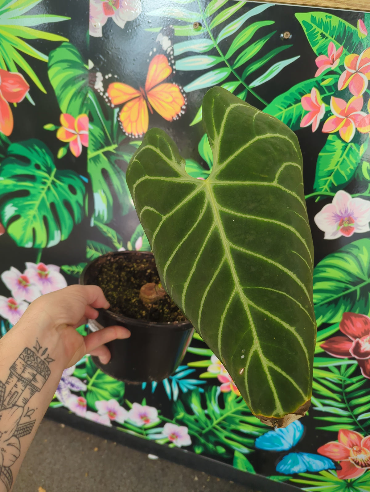 Anthurium Regale Silver Stripes