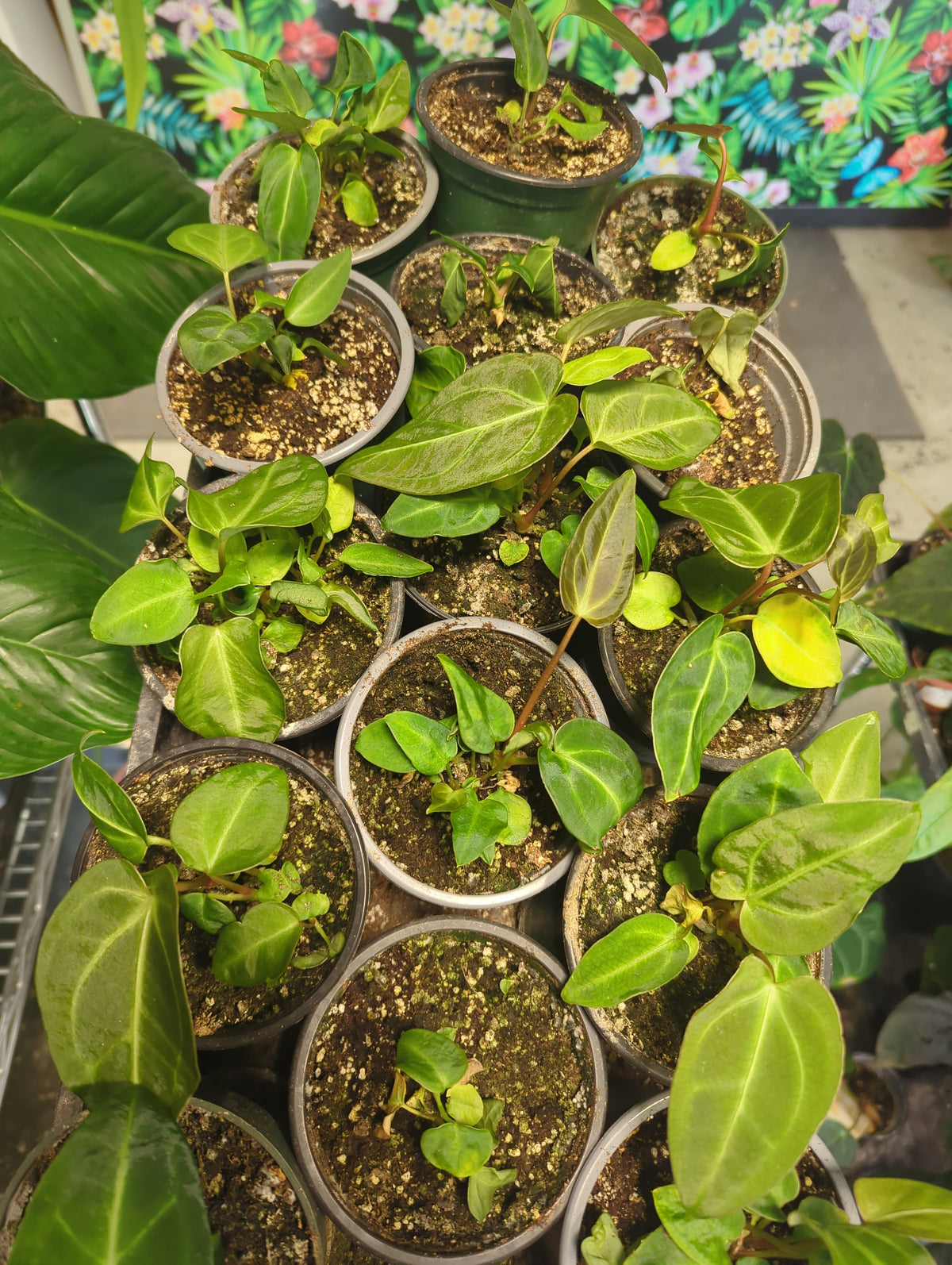 Anthurium Regale x (Waterburyanum X Waroquenum)