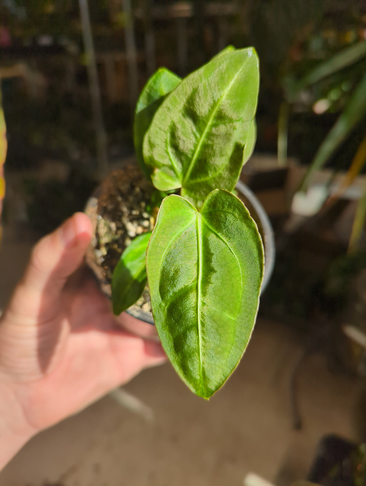Anthurium Regale x (Waterburyanum X Waroquenum)