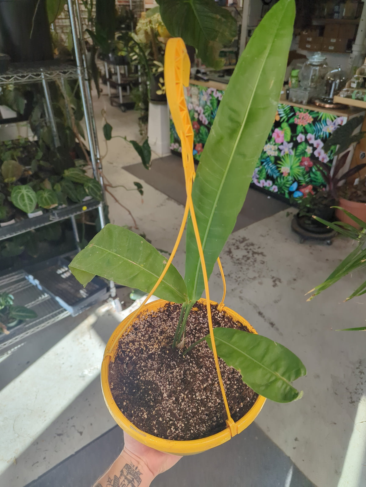 Anthurium Morona Narrow HB