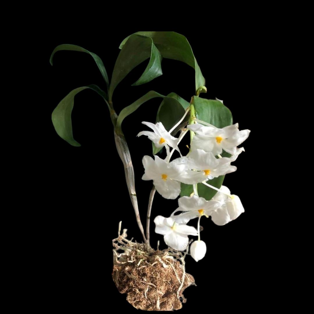 Dendrobium farmeri fma. petaloid-album 'Hsinying' GM/JOGA SM/TOGA CHE/AOS