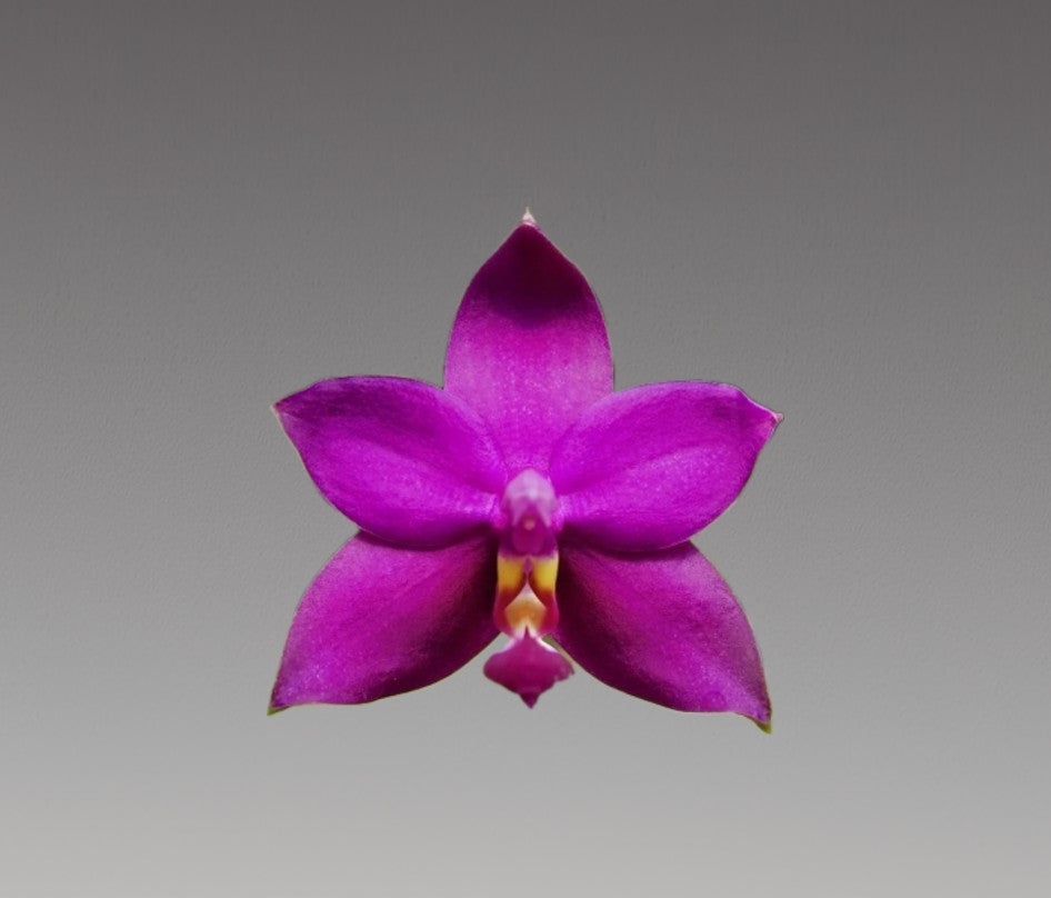 Phal. Violacea Indigo-Red x Sib (#5 x #4)