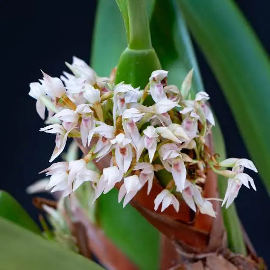 Maxillaria Densa mounted on cork