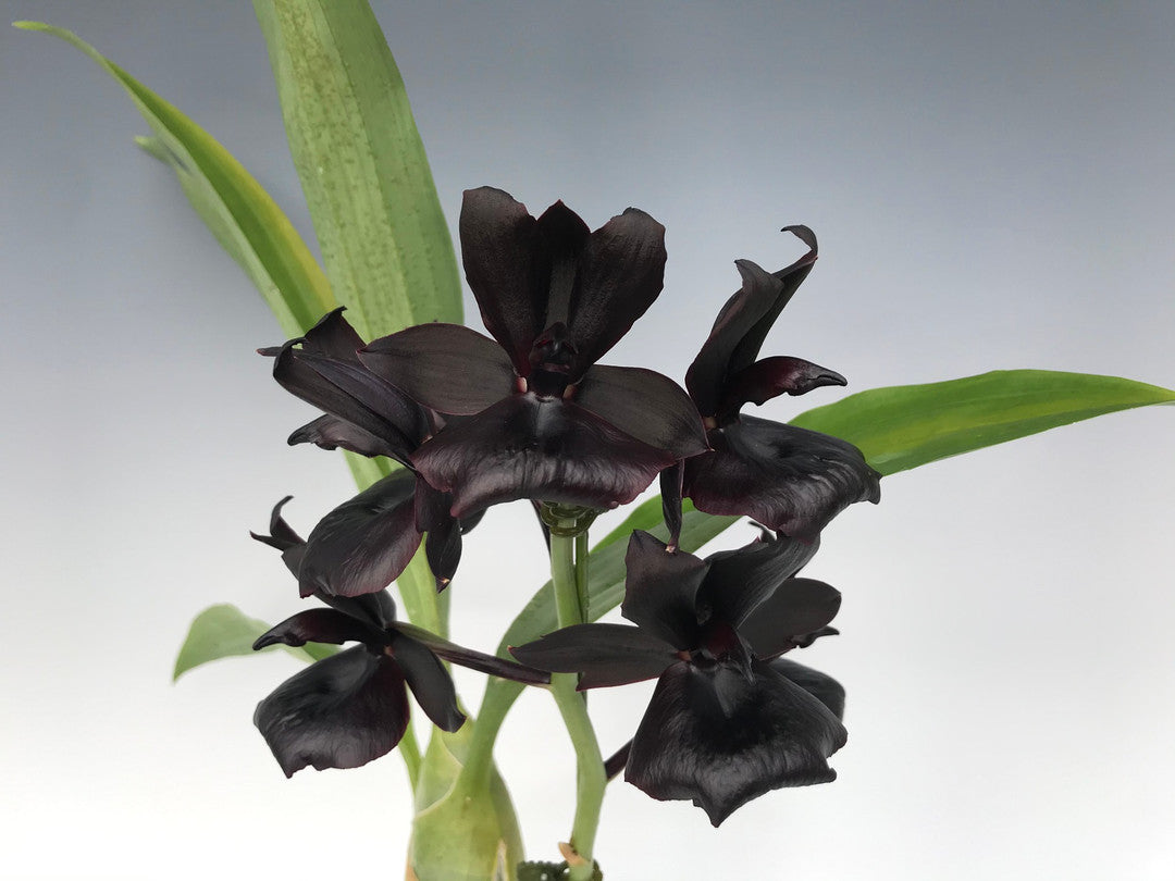 monnierara millennium magic 'witchcraft' fcc/aos