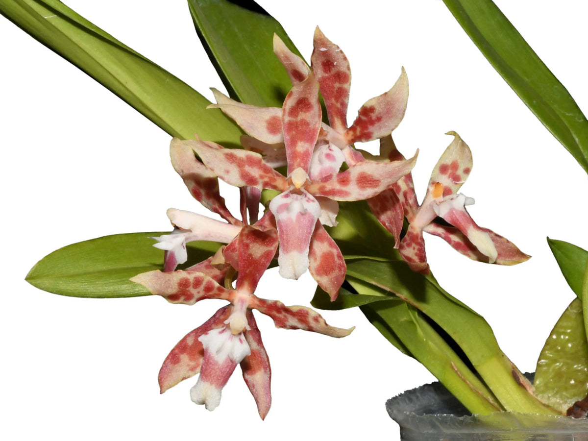 Oncidium Dr Diego Vazquez