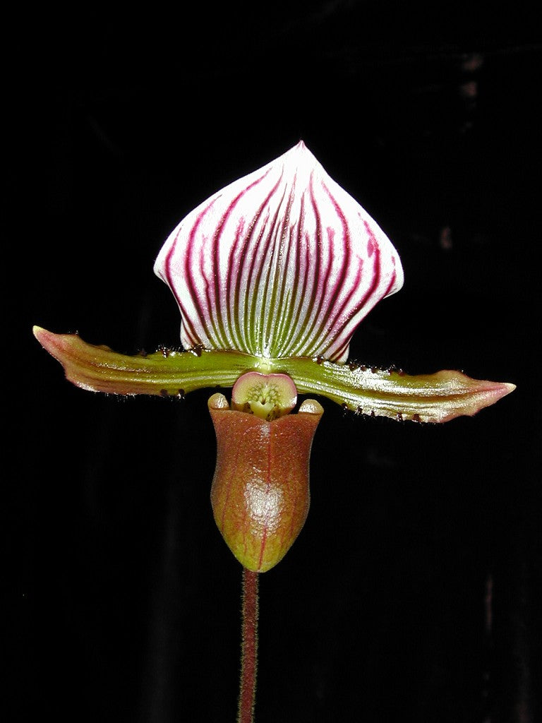paphiopedilum lawrenceanum orchid