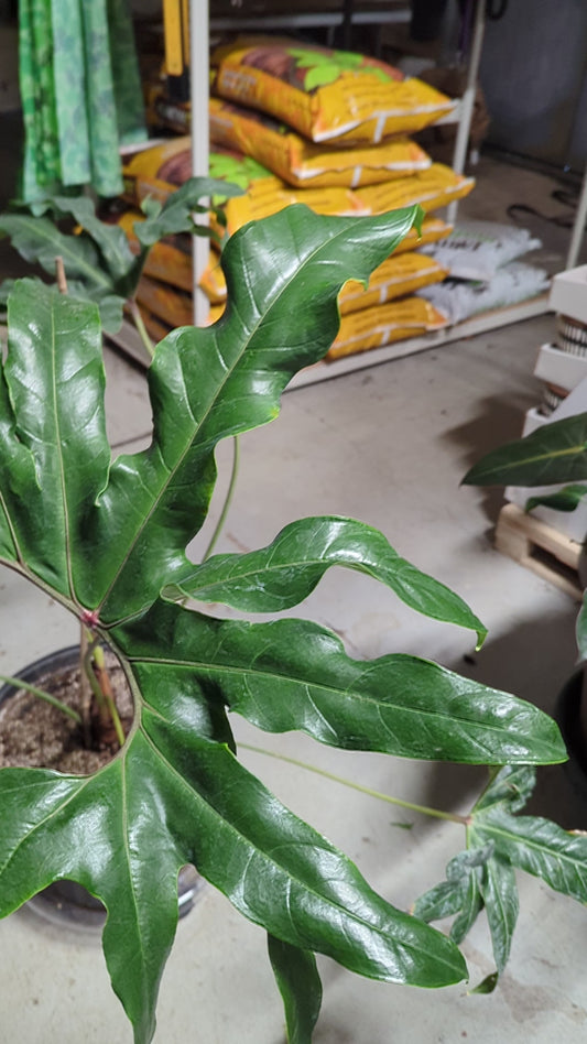 Anthurium Pedatum
