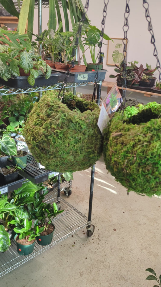 KOKEDAMA FRESH GREEN 6IN DIAMETER