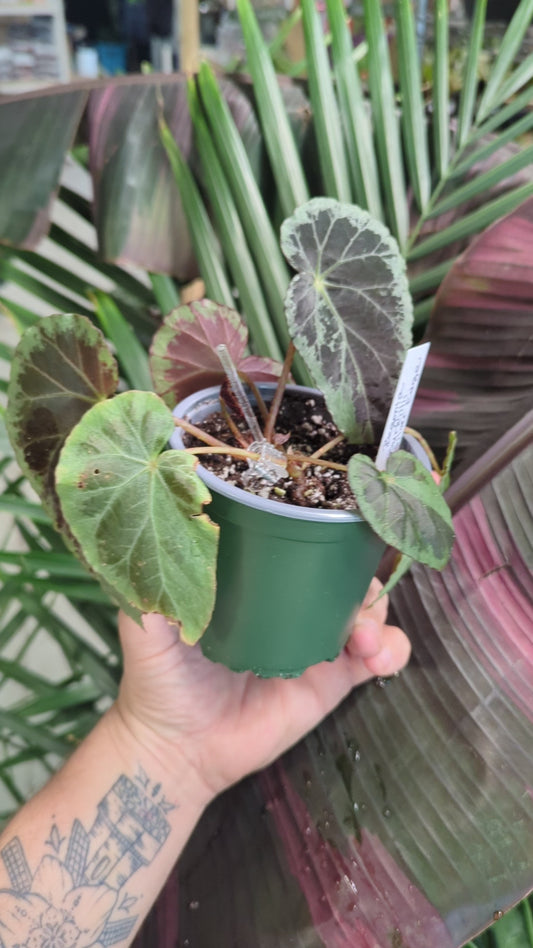 Begonia Burkillii Silver Edge