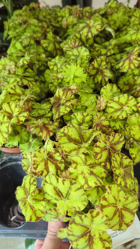 Begonia Spirit of Mauritius