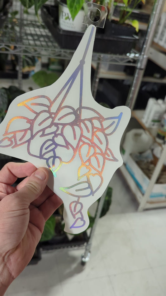 Decal  HANGING POTHOS 10X6"