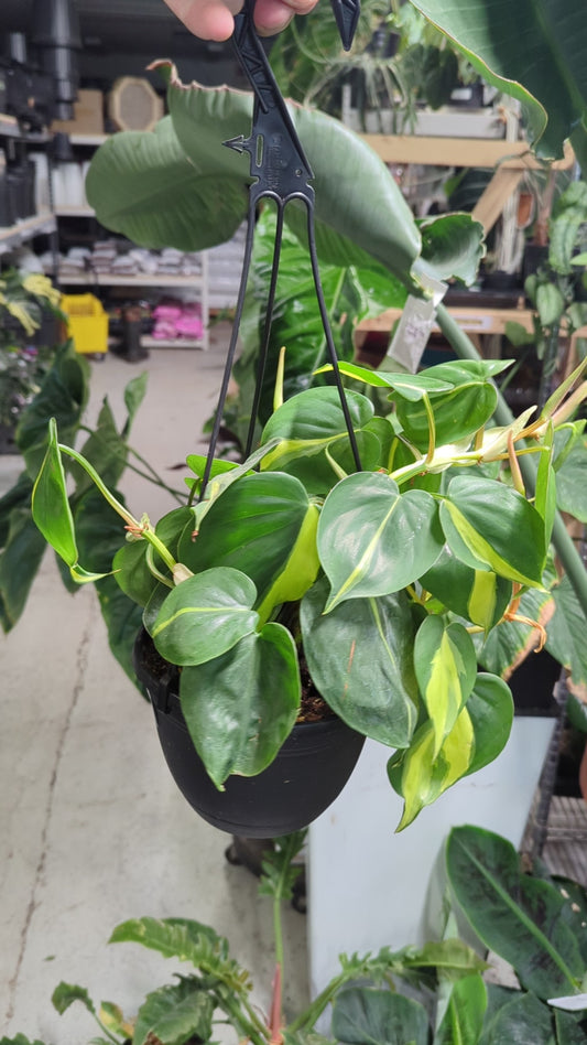 HB Philo Brasil - Philodendron
