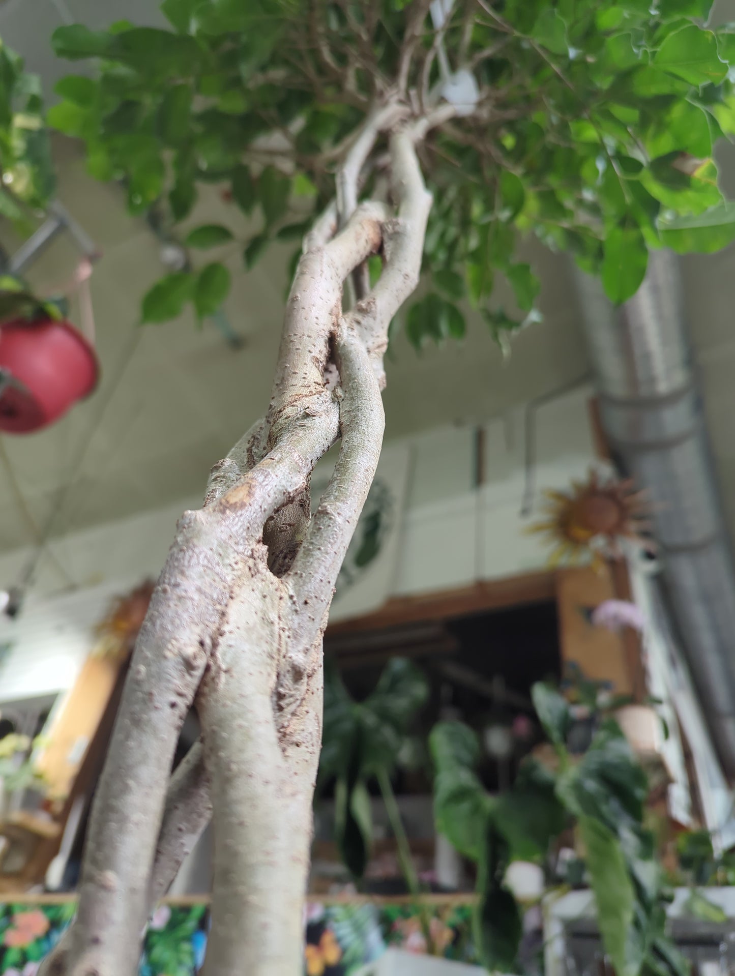 FICUS-WEEPING FIG-BRAID