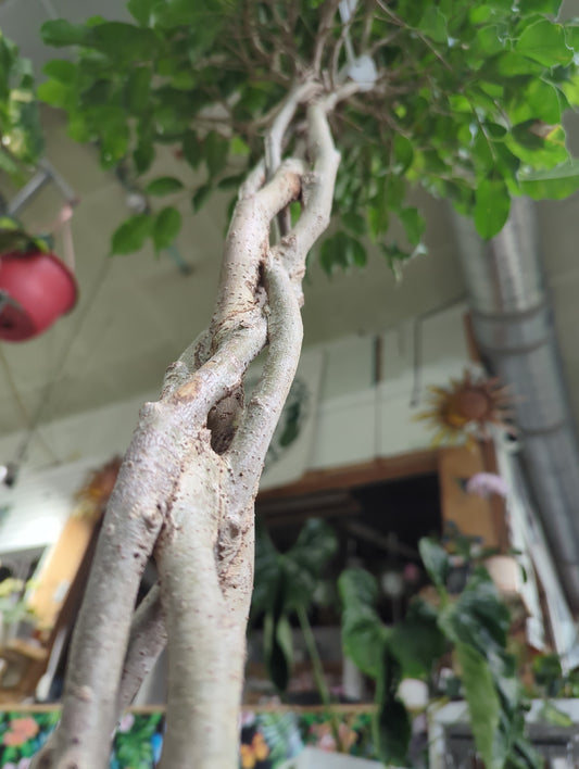 FICUS-WEEPING FIG-BRAID