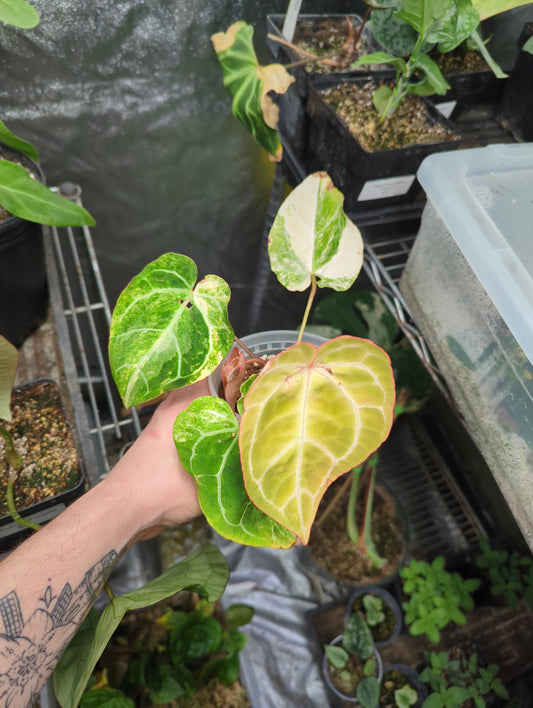 Anthurium Crystallinum Variegated